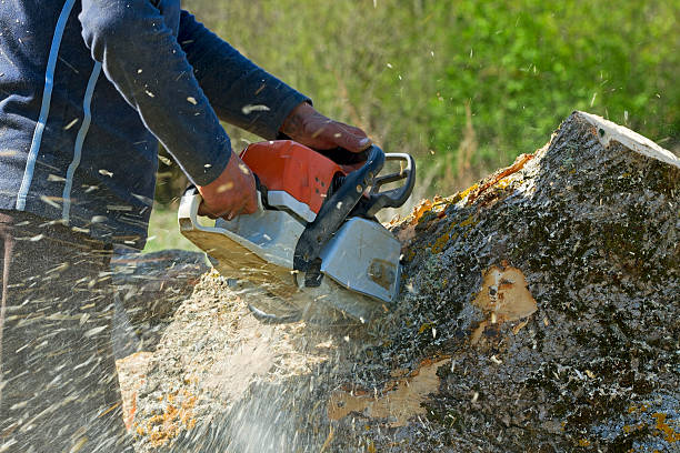 Best Hedge Trimming  in Prospect, OH